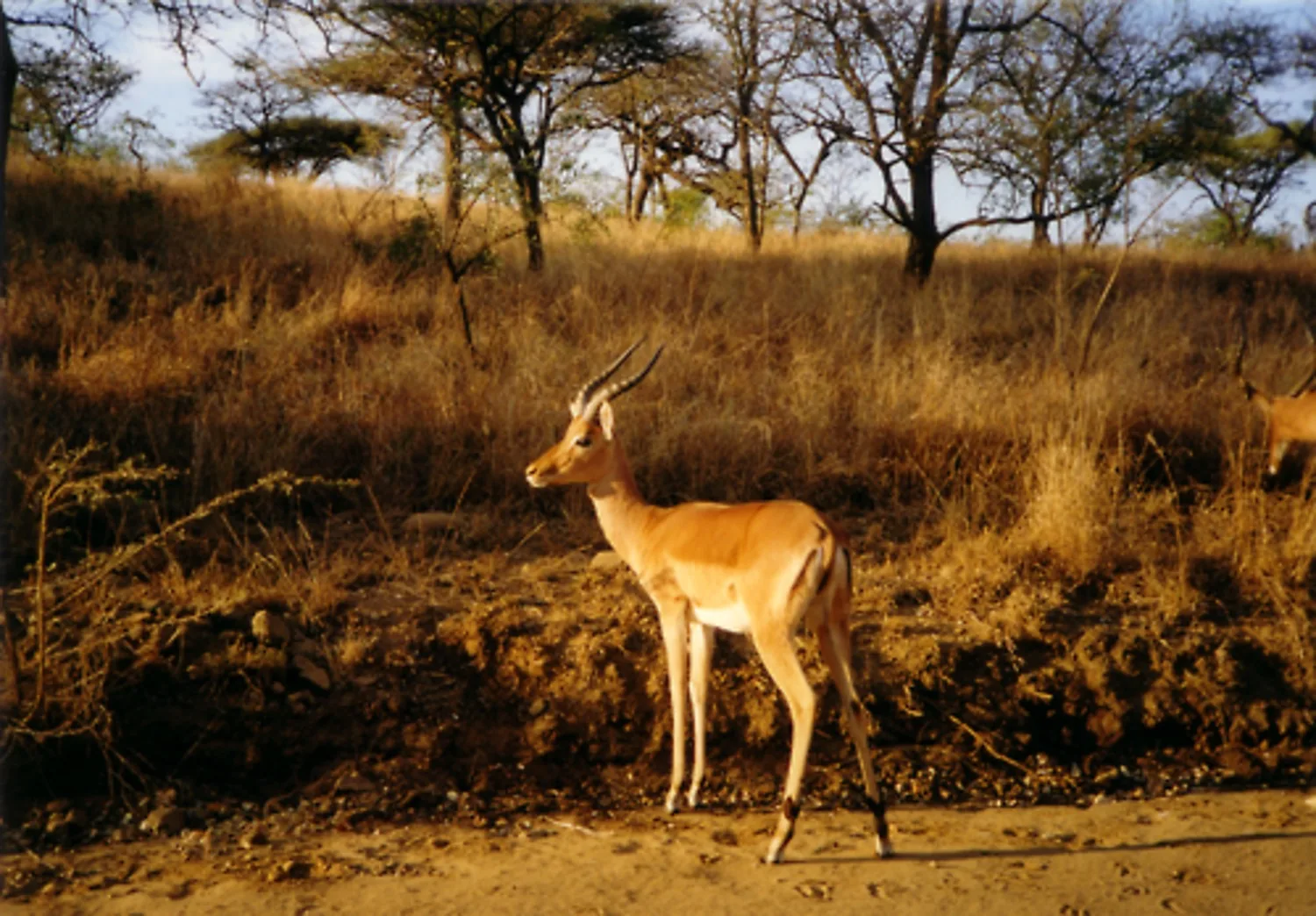 Impala artifact from The Mirror Home archive